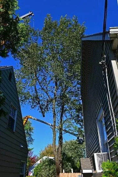 Barrett's Tree Service Working